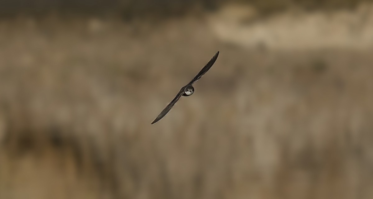 灰沙燕 - ML634707379