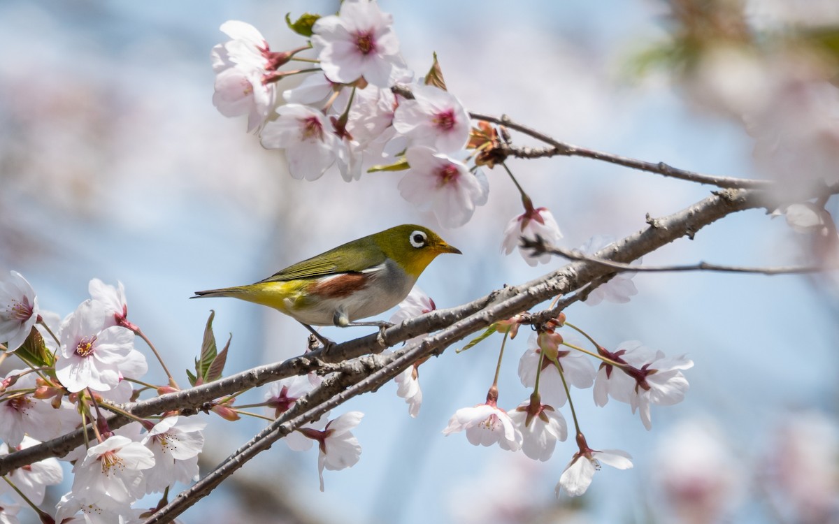 Chestnut-flanked White-eye - ML634707388