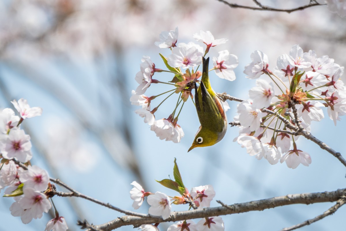 Chestnut-flanked White-eye - ML634707390