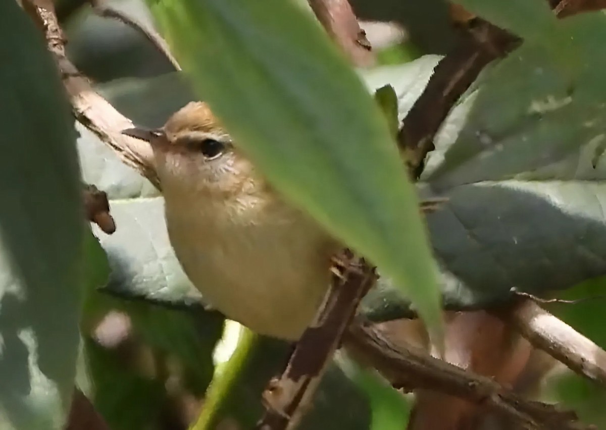 Hume's Bush Warbler - ML634707427