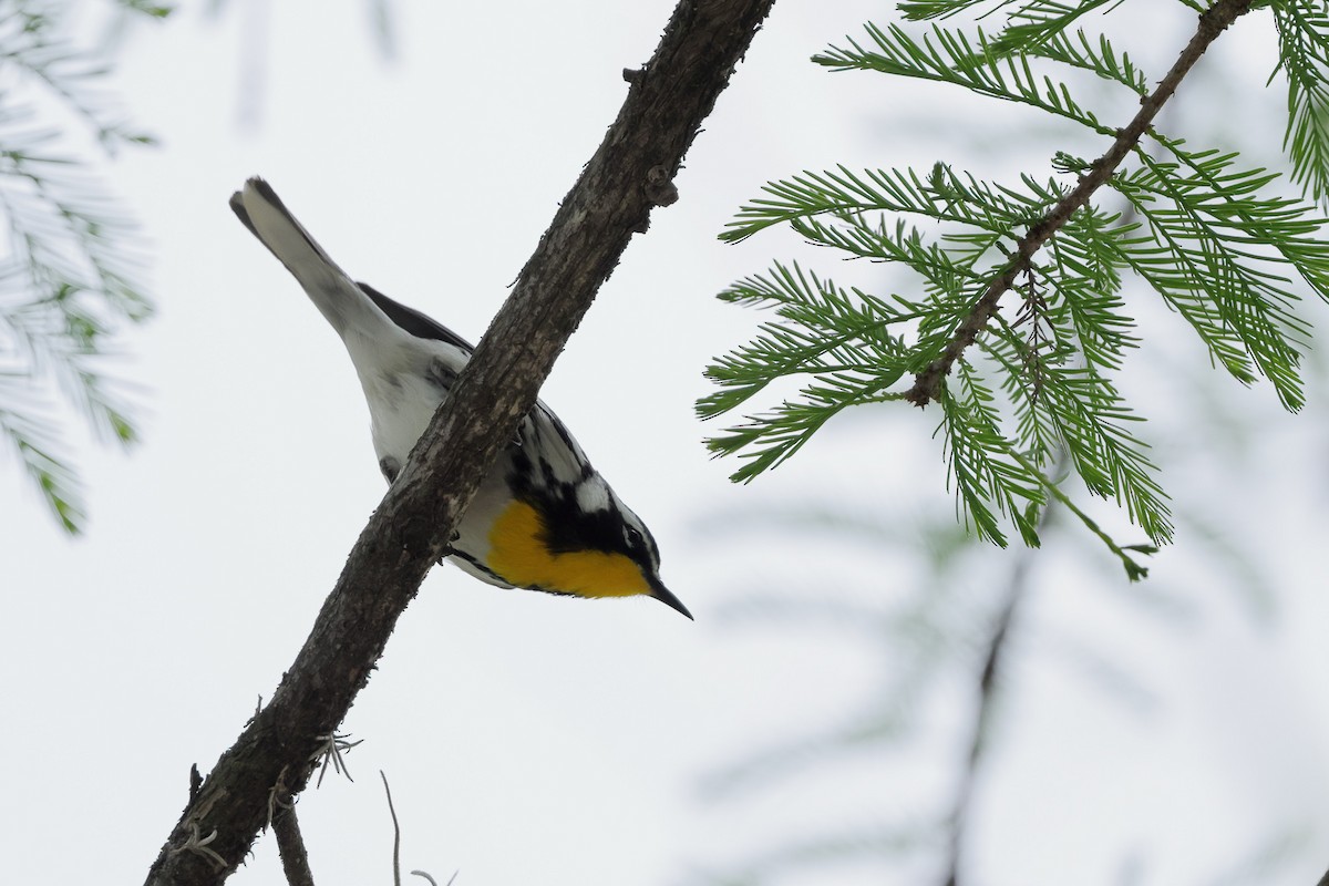 Yellow-throated Warbler - ML634707439