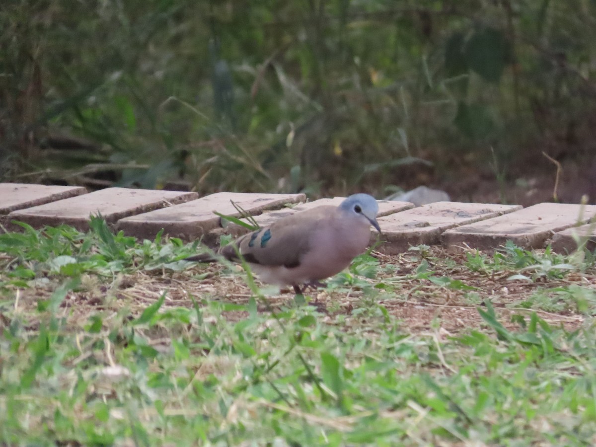 Emerald-spotted Wood-Dove - ML634707493