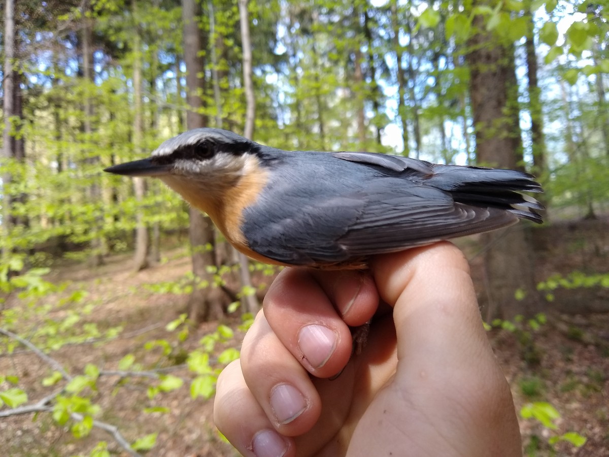 Garrapo eurasiarra - ML634707571