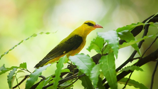 Indian Golden Oriole - ML634707808