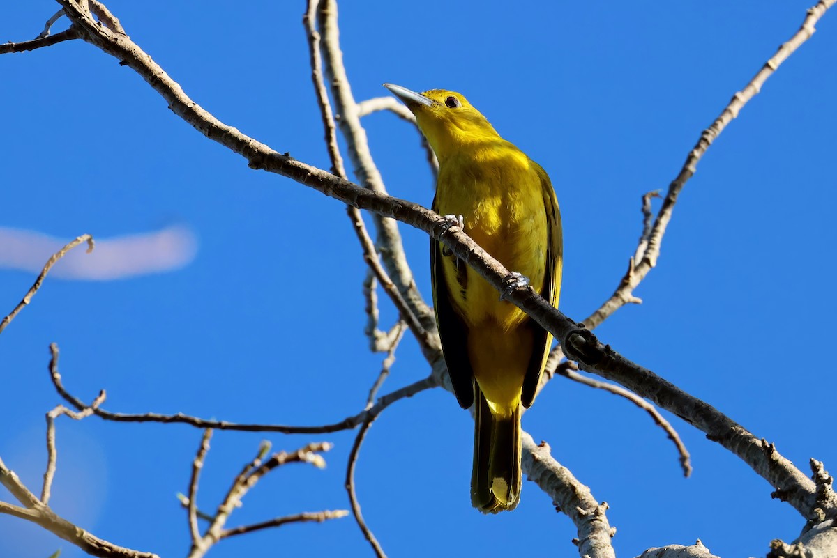 Isabela Oriole - ML634707823