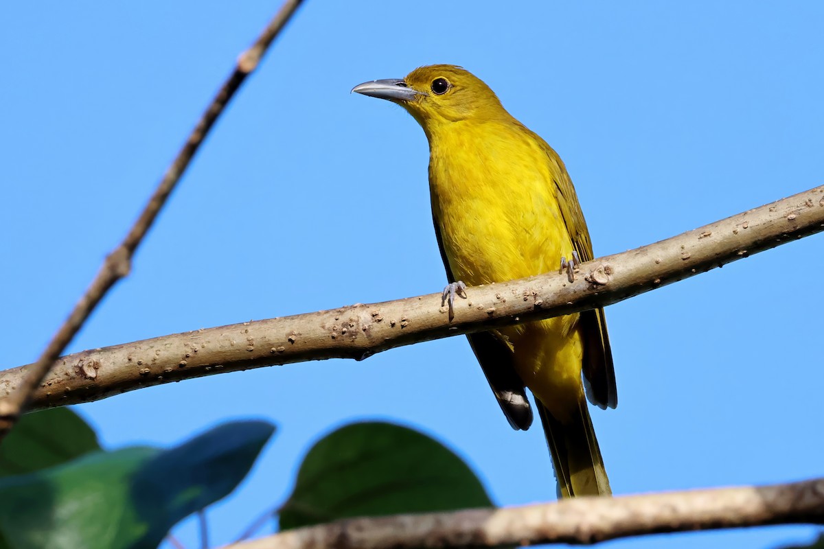 Isabela Oriole - ML634707824