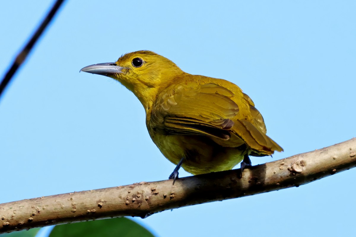 Isabela Oriole - ML634707825