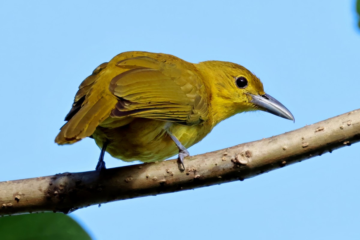Isabela Oriole - ML634707826