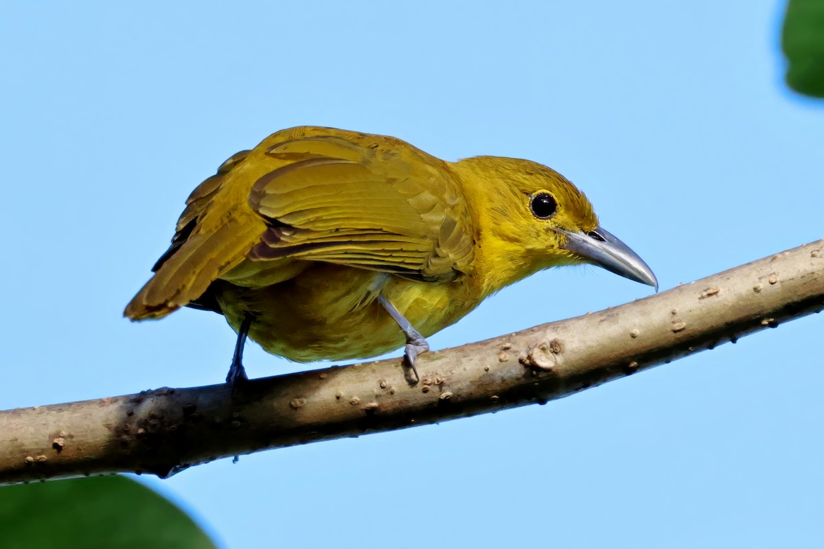 Isabela Oriole - ML634707827