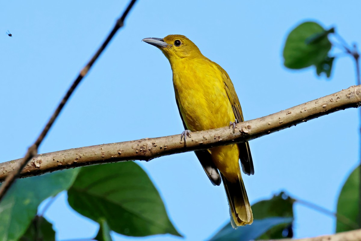 Isabela Oriole - ML634707830