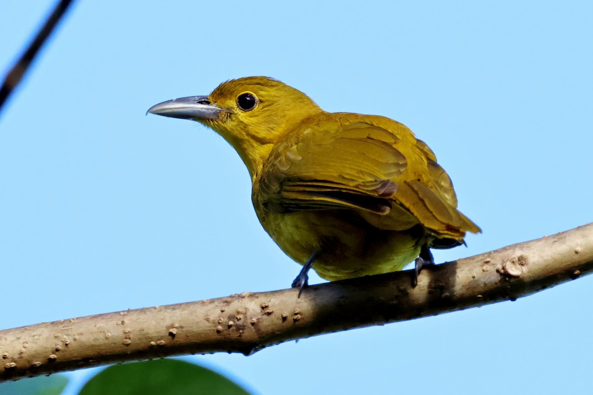 Isabela Oriole - ML634707831