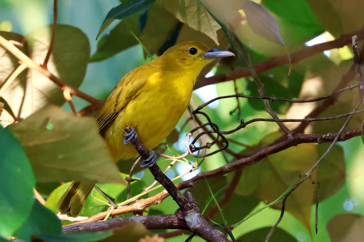 Isabela Oriole - ML634707832