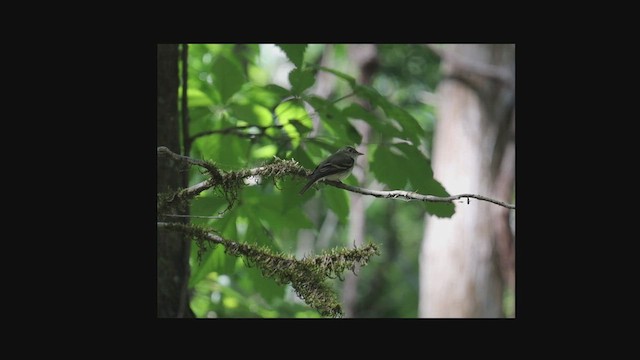 østempid - ML634707840
