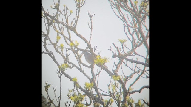 European Turtle-Dove - ML634707849