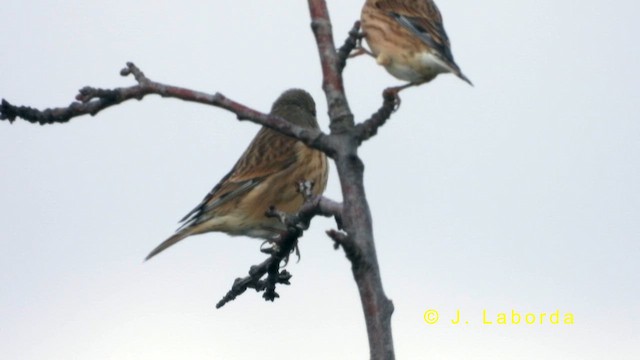Eurasian Linnet - ML634707995
