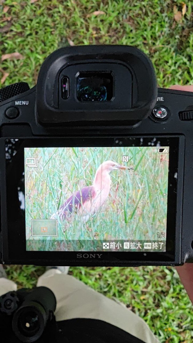 印度池鷺 - ML634708103