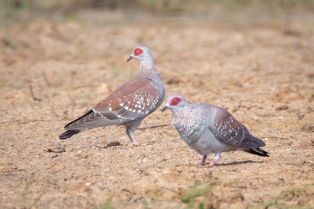 Speckled Pigeon - ML634708132
