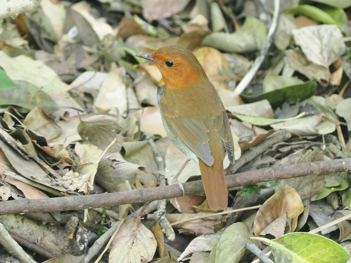 Japanese Robin - ML634708135