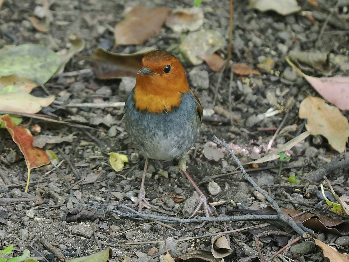Japanese Robin - ML634708137