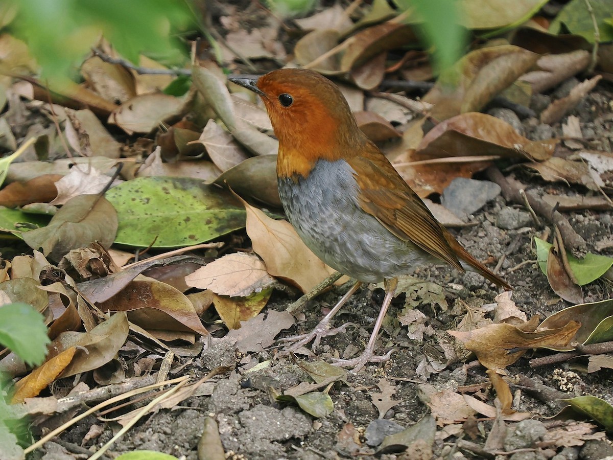 Japanese Robin - ML634708147