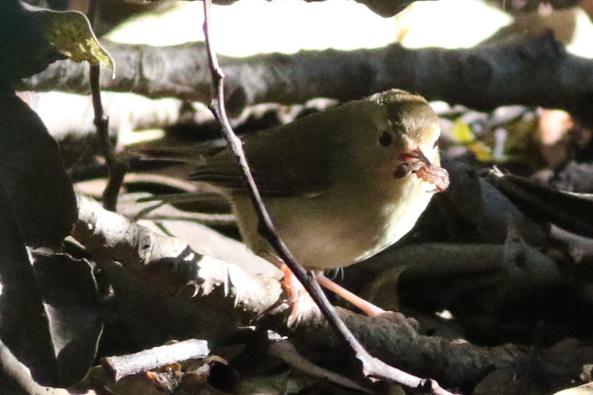 Large-billed Scrubwren - ML634708297