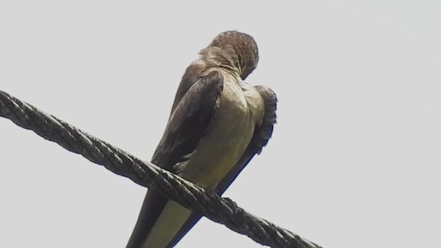 Gray-breasted Martin - ML634708495