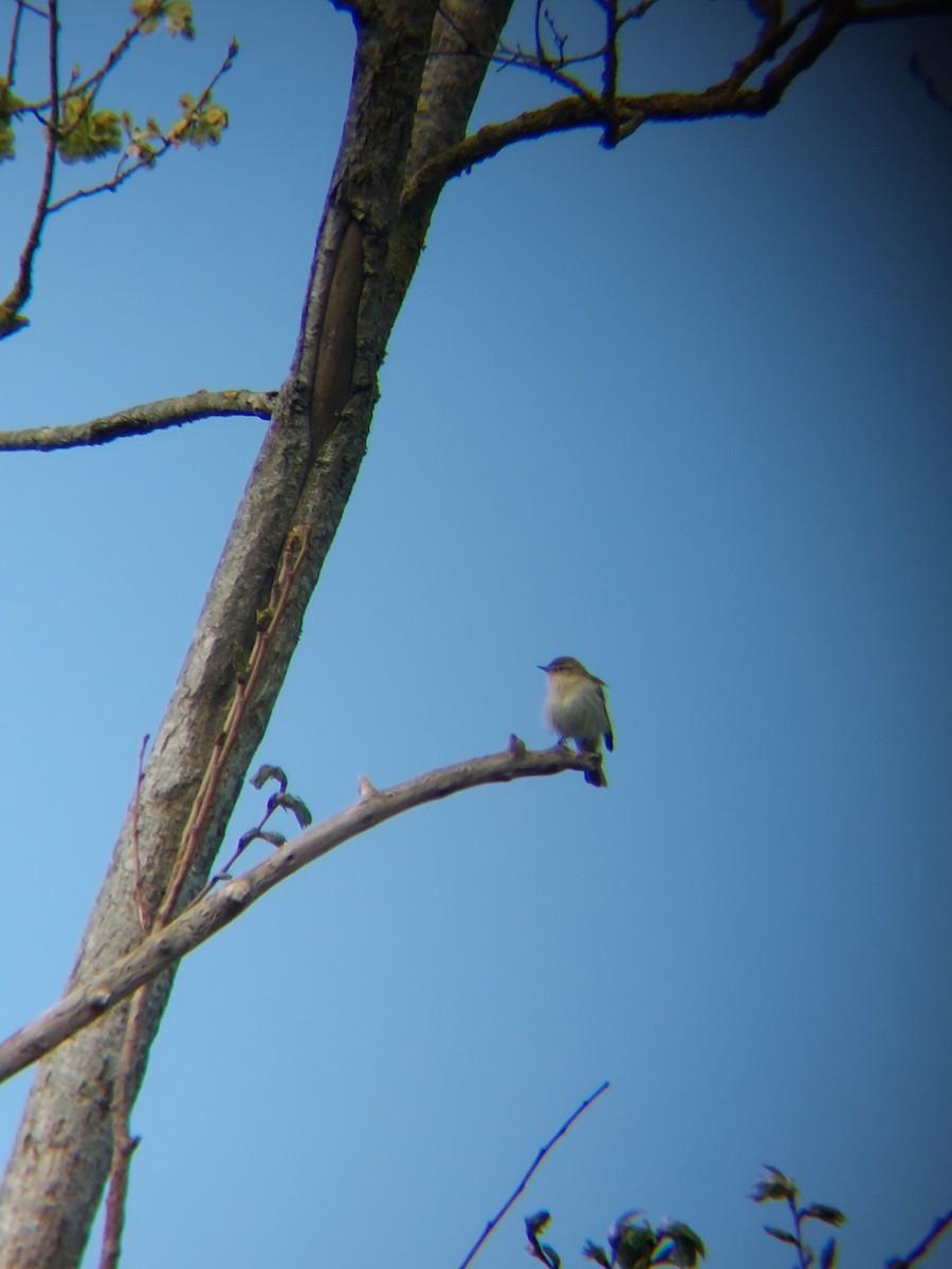 Iberian Chiffchaff - ML634708502