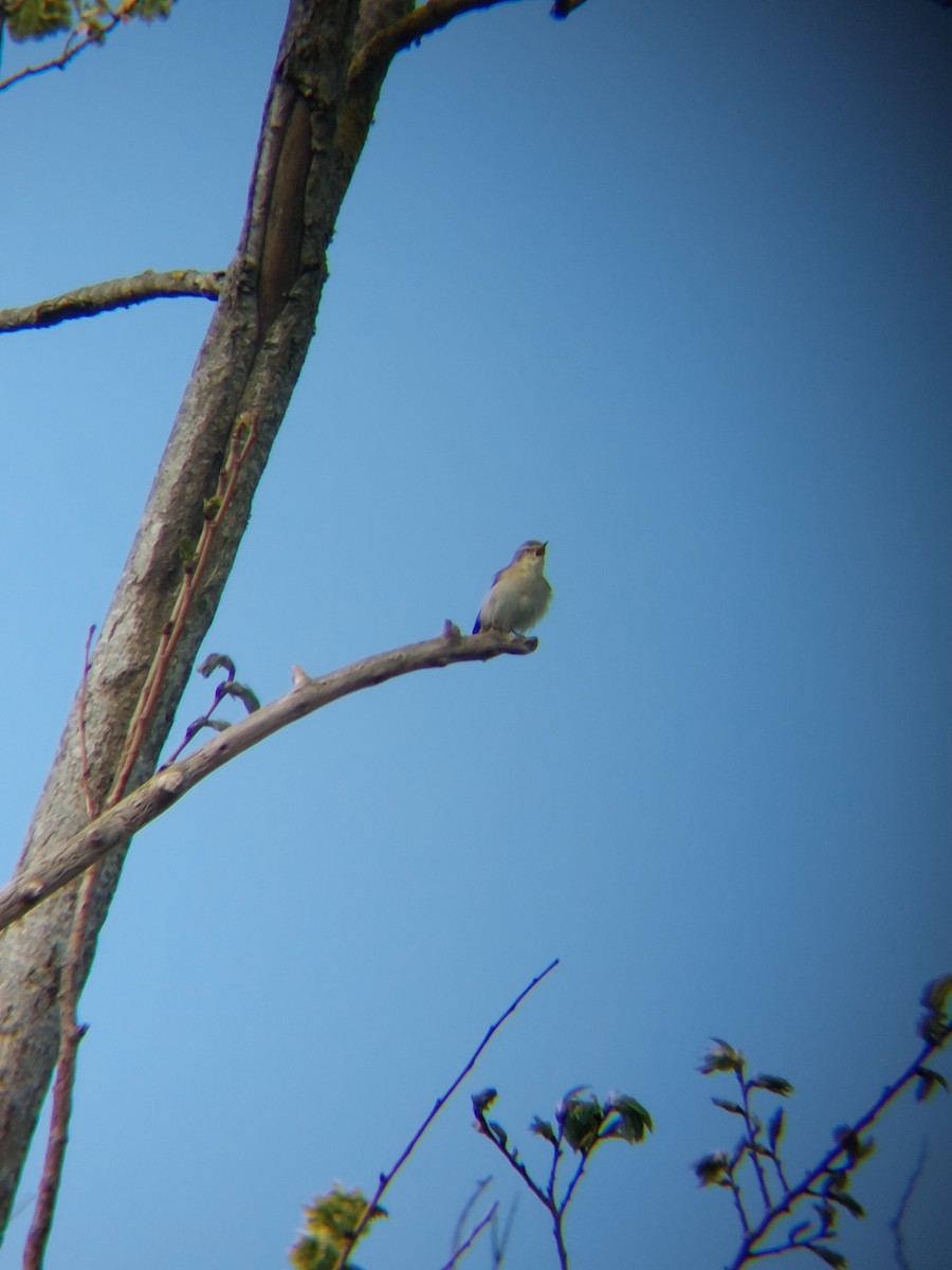 Iberian Chiffchaff - ML634708503