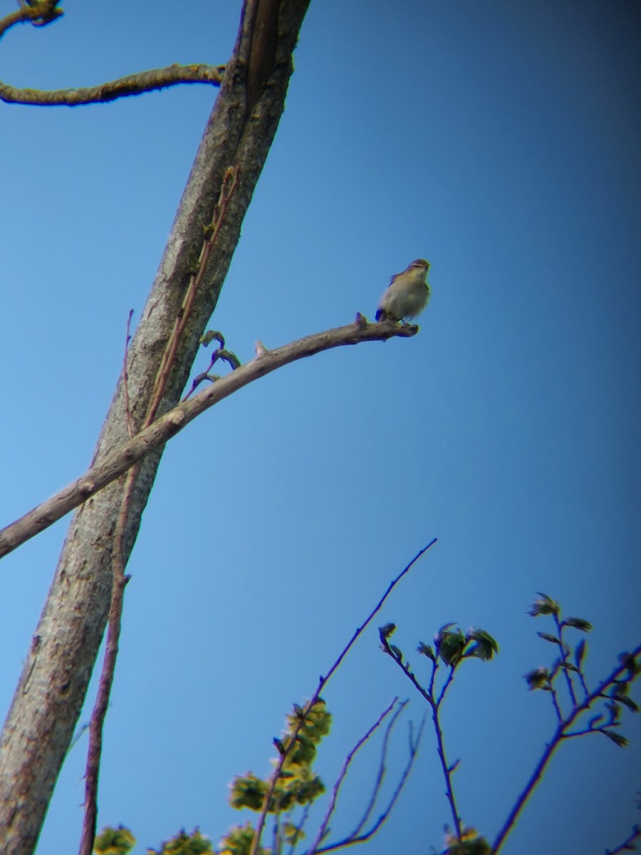 Iberian Chiffchaff - ML634708504