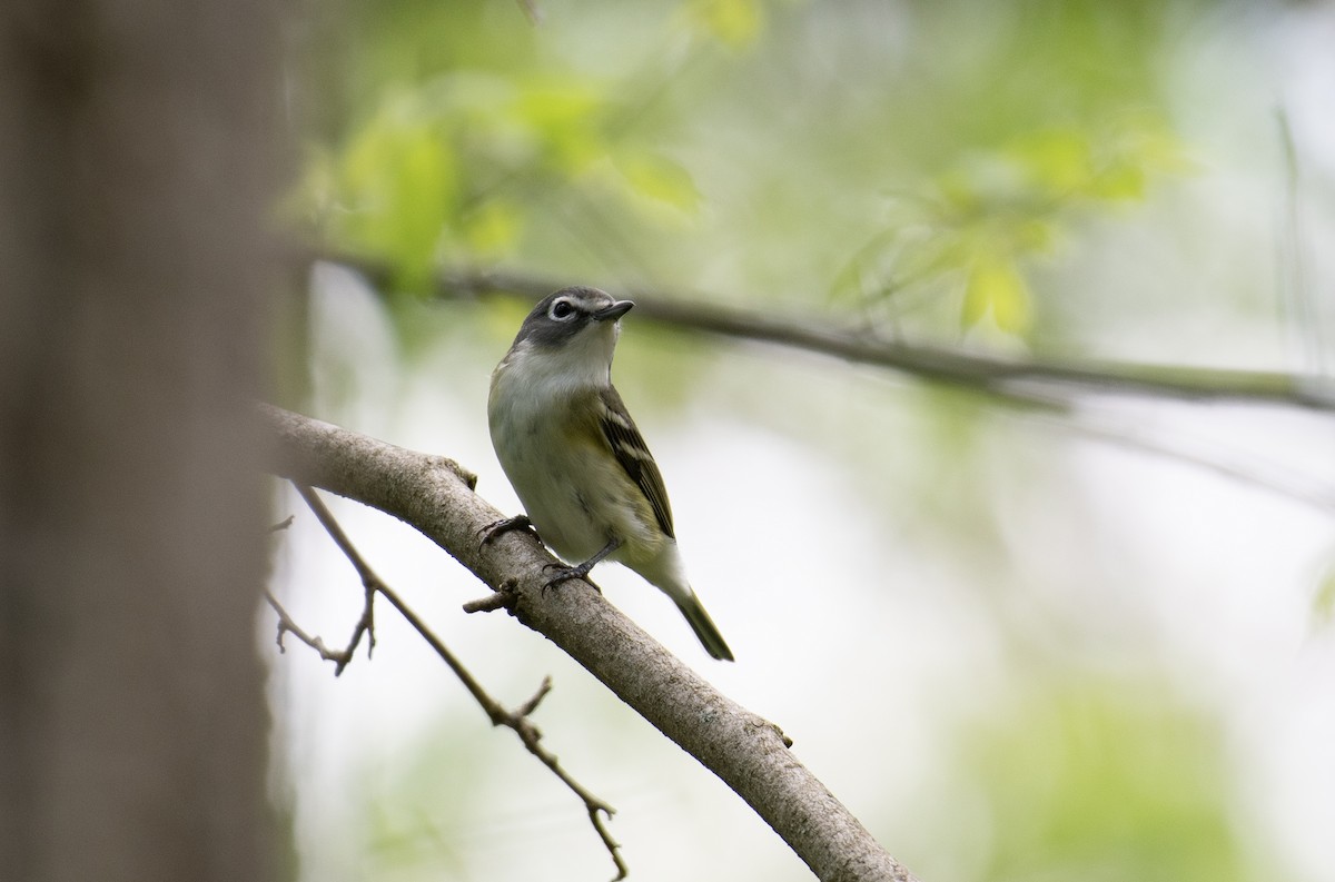 Blue-headed Vireo - ML634708509