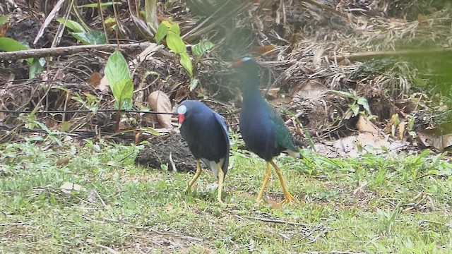 Purple Gallinule - ML634708565