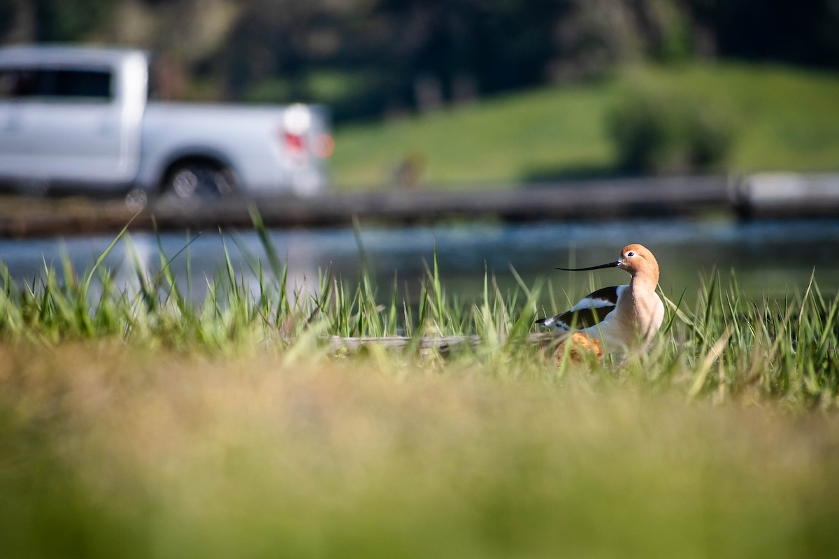 American Avocet - ML634708573