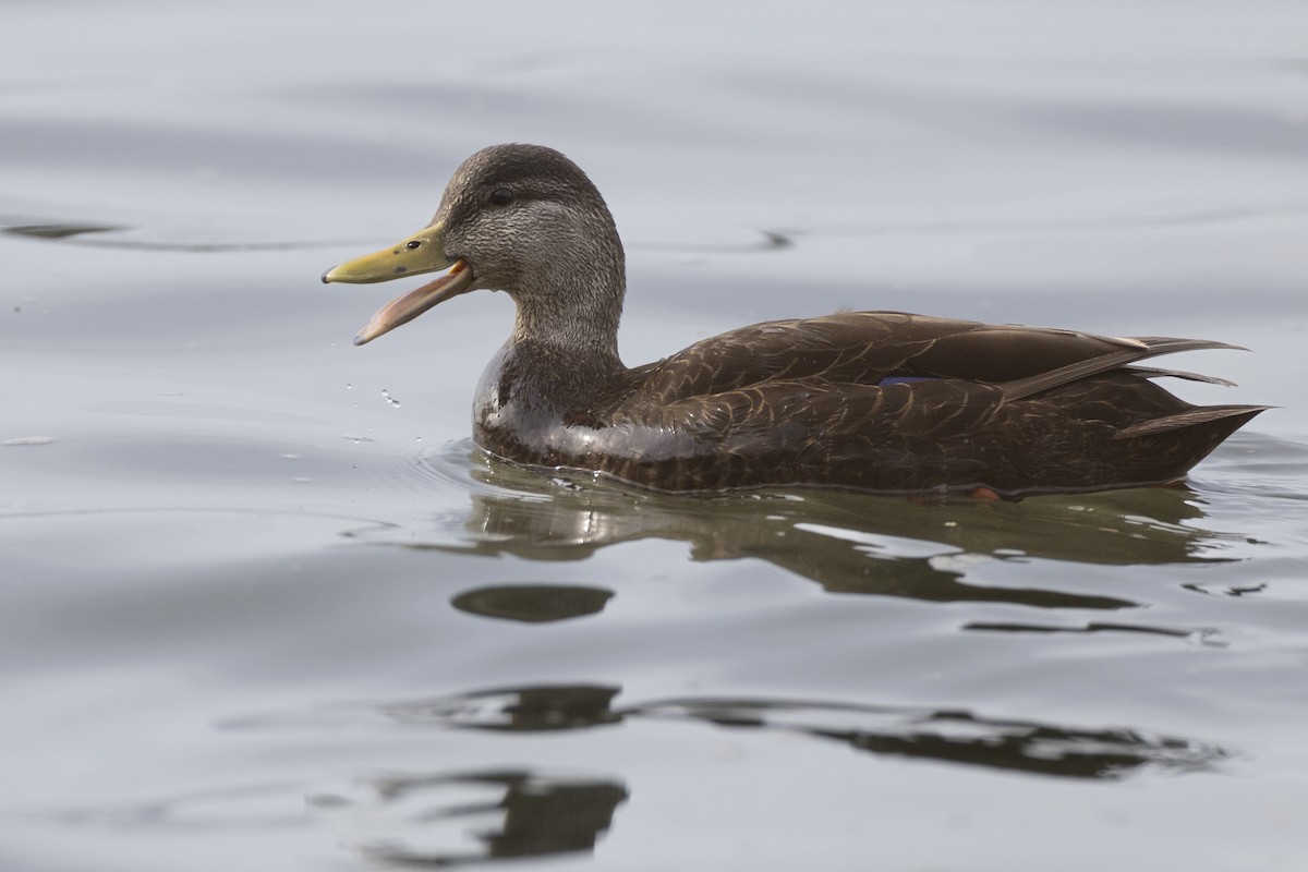 American Black Duck - ML634708589