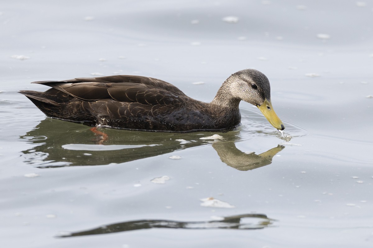 American Black Duck - ML634708590