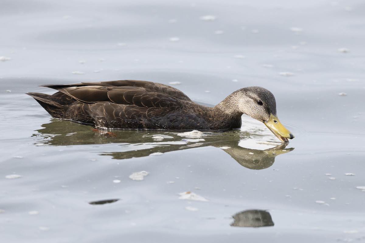 American Black Duck - ML634708591