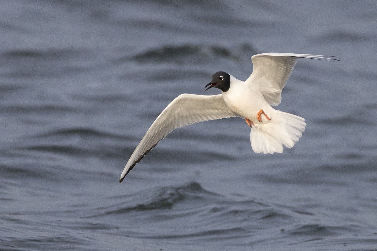 Bonaparte's Gull - ML634708606