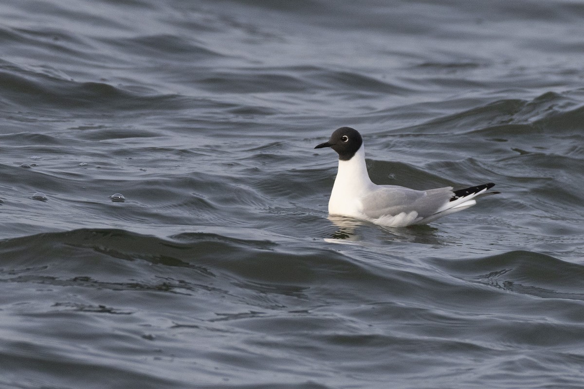 Bonaparte's Gull - ML634708607