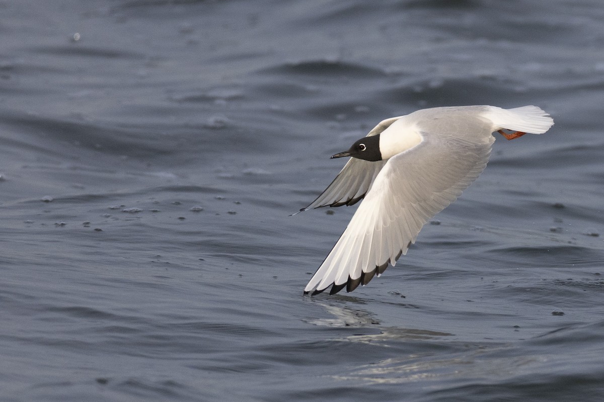 Bonaparte's Gull - ML634708608