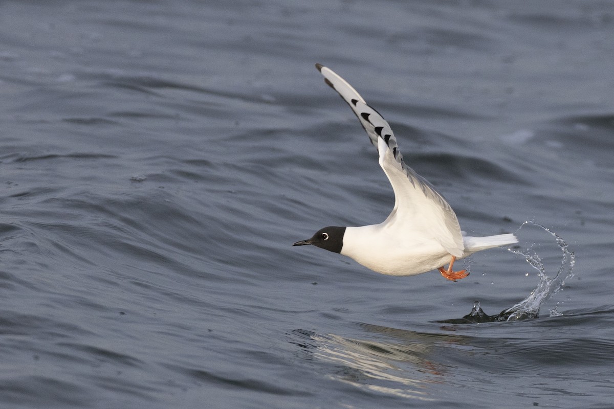 Bonaparte's Gull - ML634708609