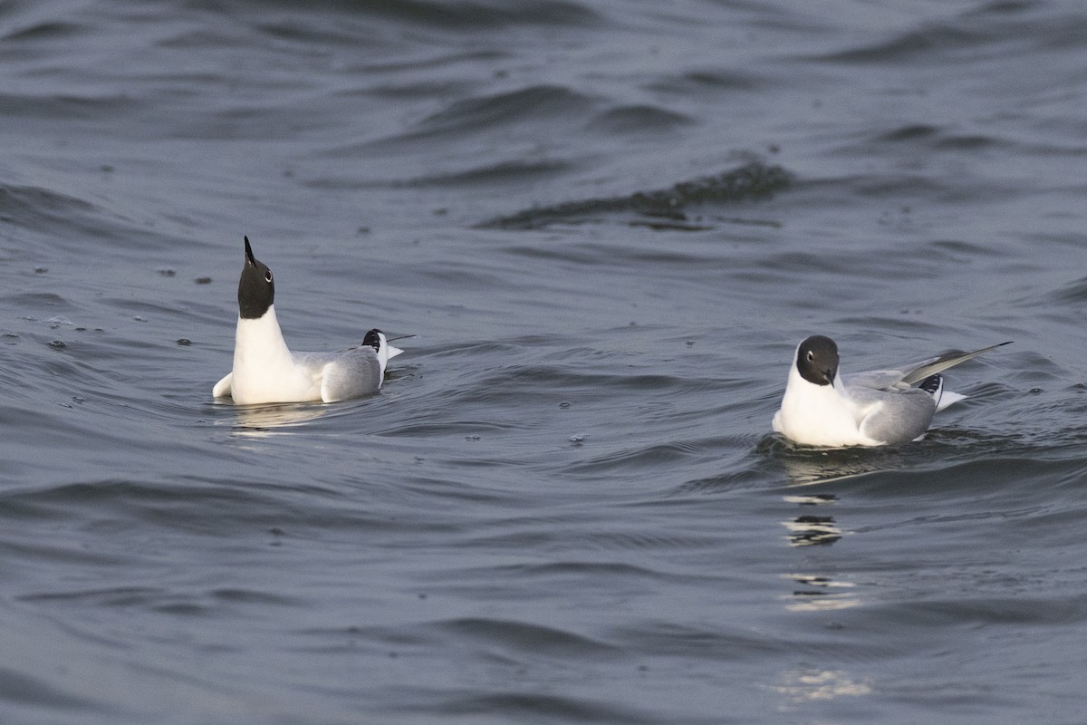 Bonaparte's Gull - ML634708610