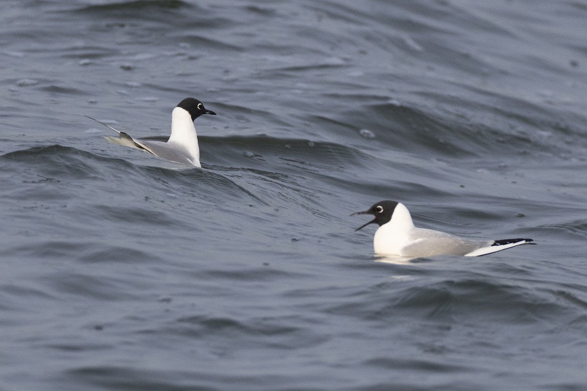 Bonaparte's Gull - ML634708611