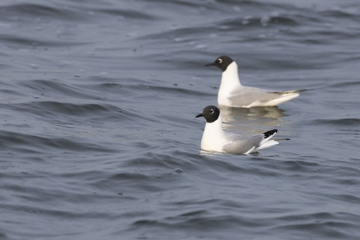 Bonaparte's Gull - ML634708612