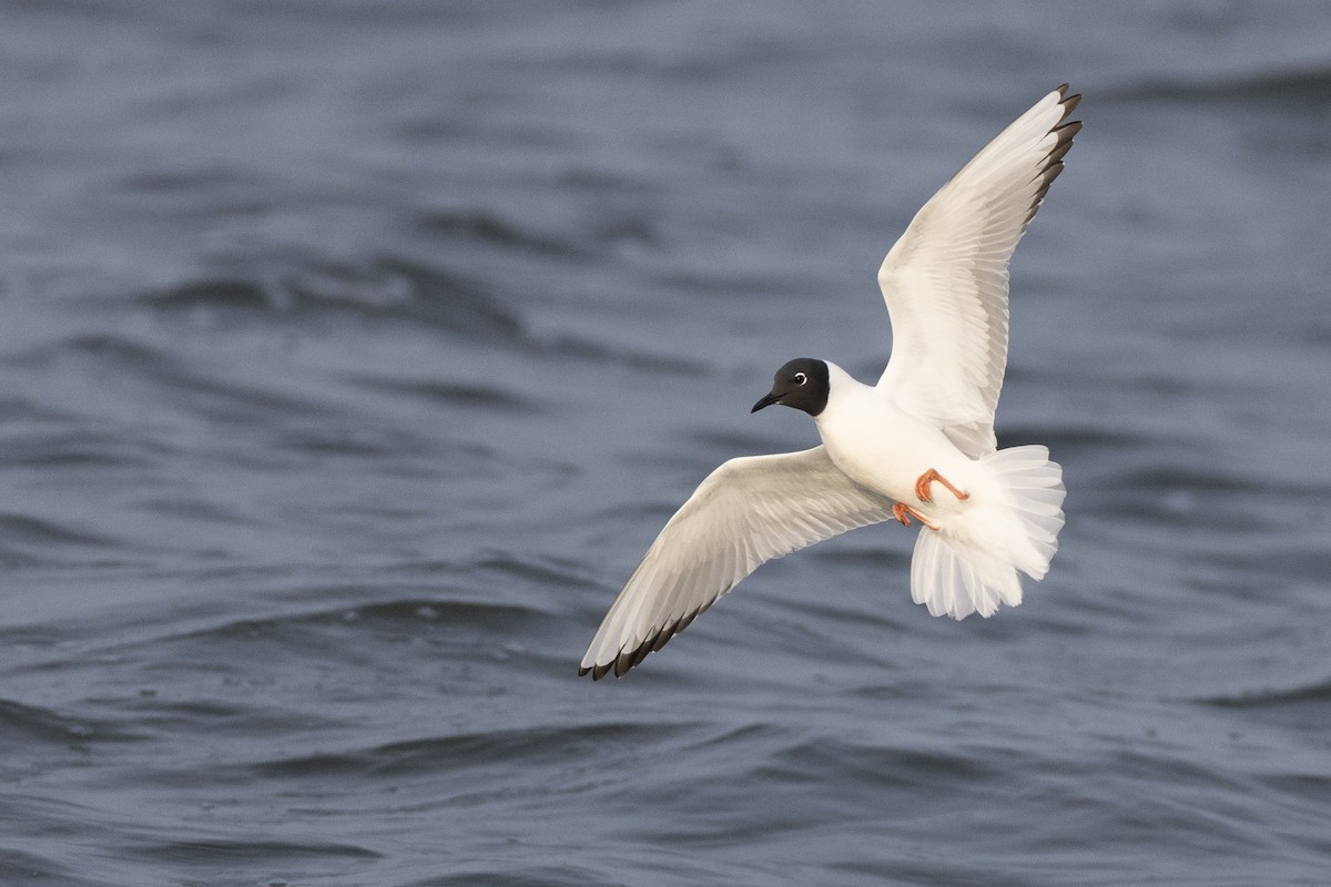 Bonaparte's Gull - ML634708613