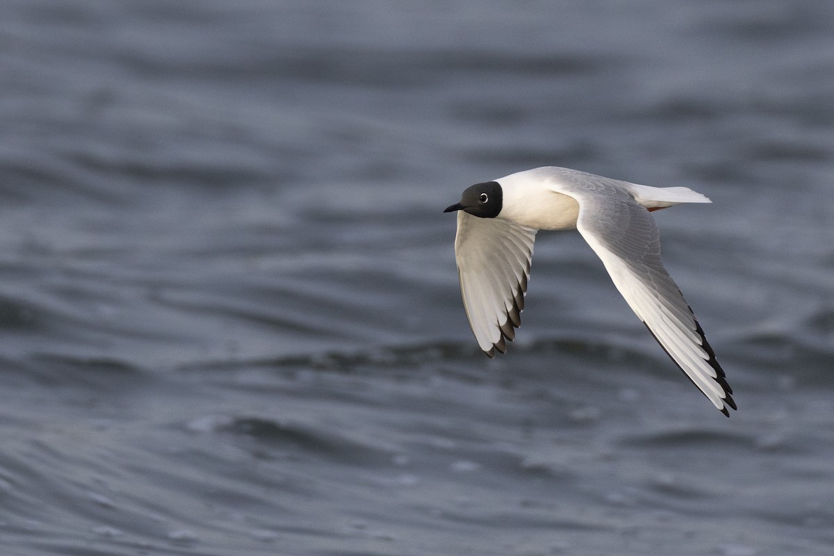 Bonaparte's Gull - ML634708614