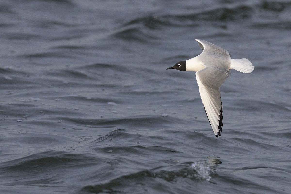 Bonaparte's Gull - ML634708615