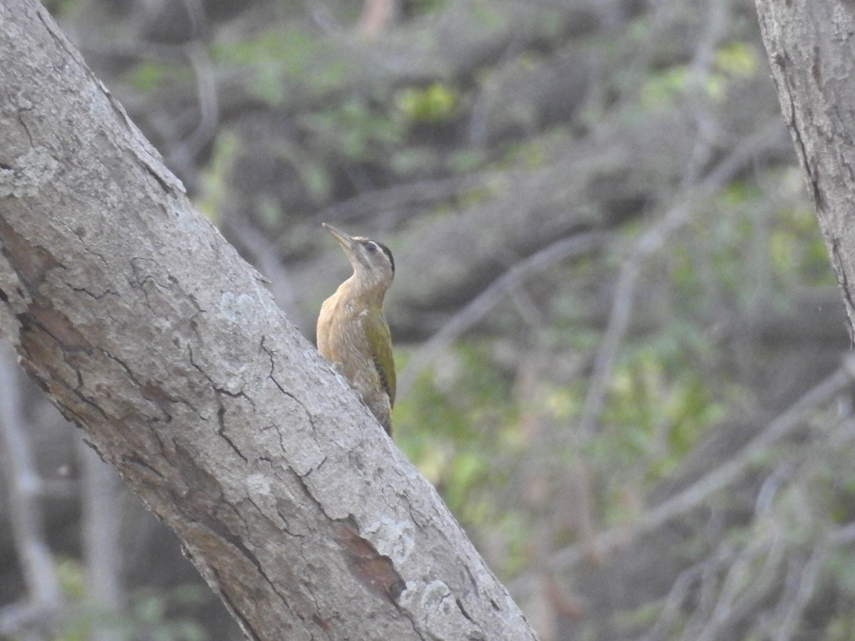 Streak-throated Woodpecker - ML634708723