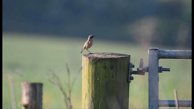 Whinchat - ML634708733