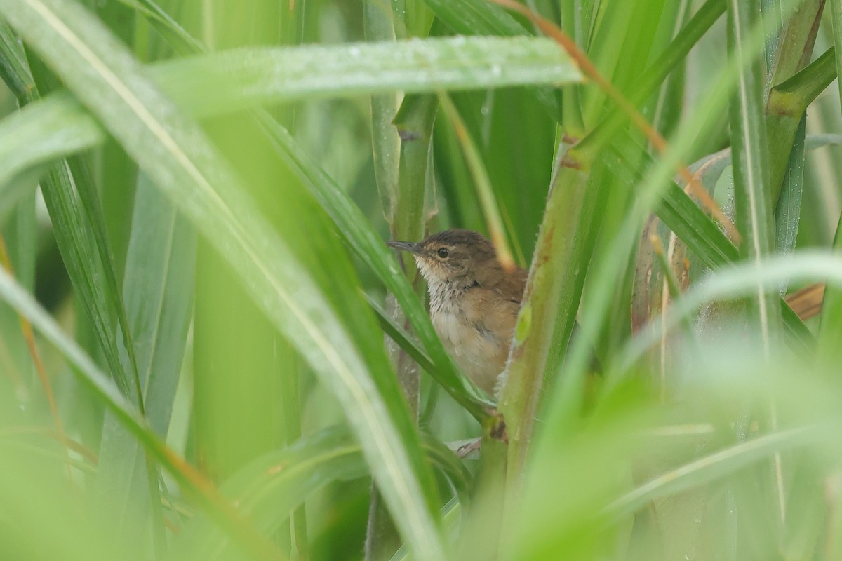Highland Rush Warbler - ML634708756