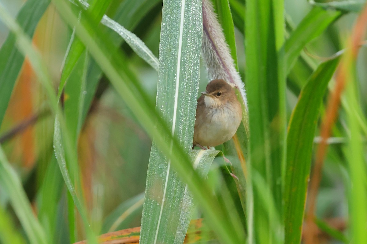 Highland Rush Warbler - ML634708757