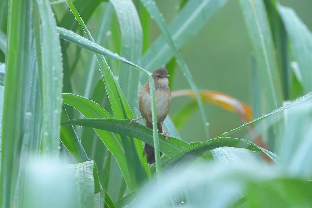 Highland Rush Warbler - ML634708758